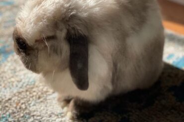 Bunny Counter App
