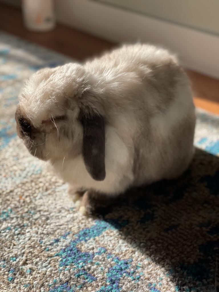 Bunny Counter App