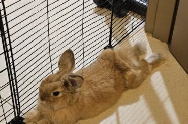 Miso sploot~