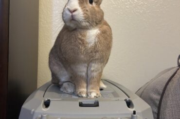 Second bunny