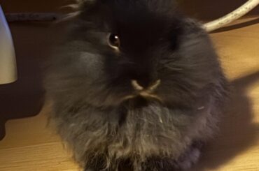 New bunny owner ☺️