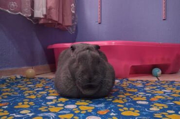 my loaf and his mini dewlap