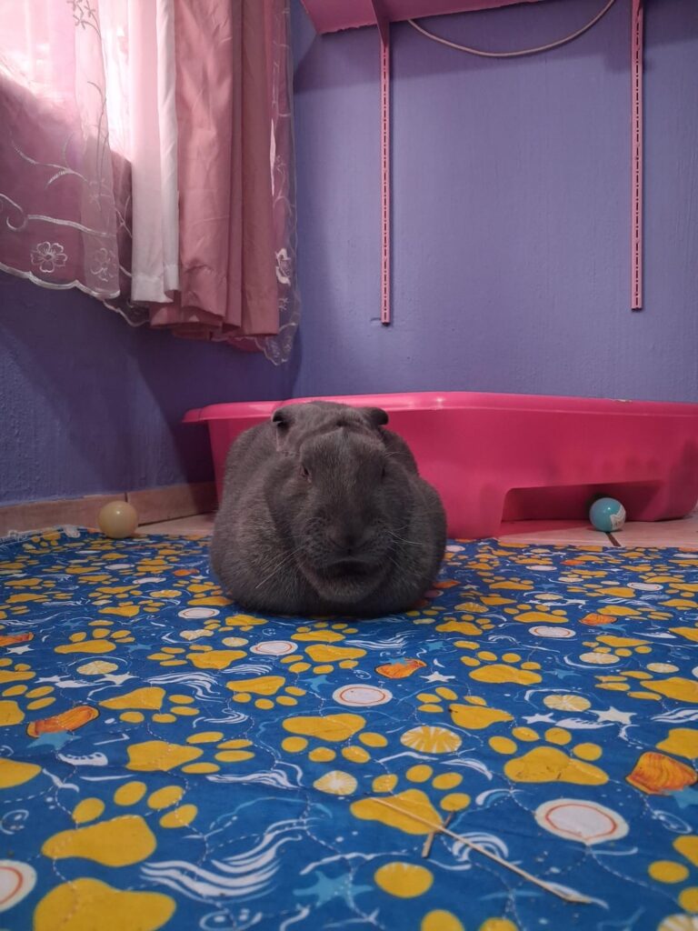 my loaf and his mini dewlap