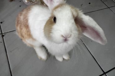 Help me name my new bunny
