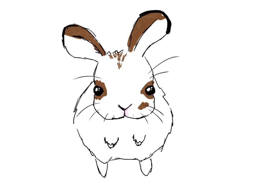 Does anyone else’s bunny stand up like this to ask for food?