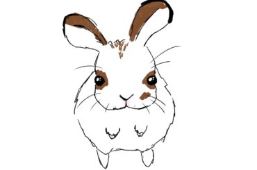 Does anyone else’s bunny stand up like this to ask for food?