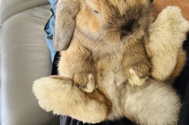Just got my first bunny