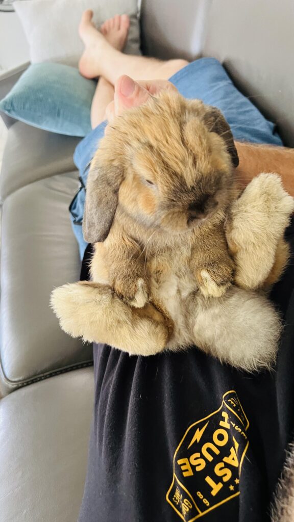 Just got my first bunny