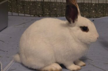 Breed ID?