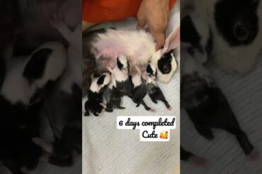 How to care for newborn rabbits?#2022#rabbit#bunny#newborn#beautifulbunny#birth#mother