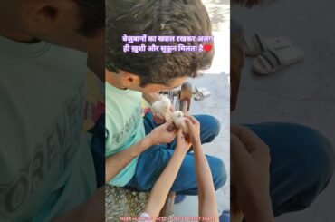 Happiness of caring cute animal Rabbit cute baby #pets #animals #shorts #viral