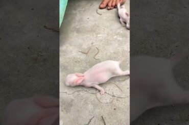 new born rabbit baby 5 day #rabbit #youtube #funny #pets #cute