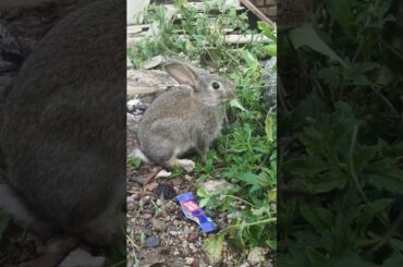 Cute Baby Bunny #rabbit #baby #bunny #cute #shorts