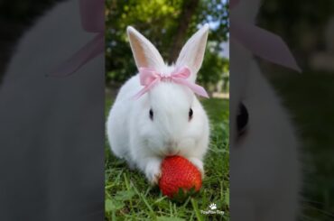 Could these be the cutest strawberry lovers ever? #bunny