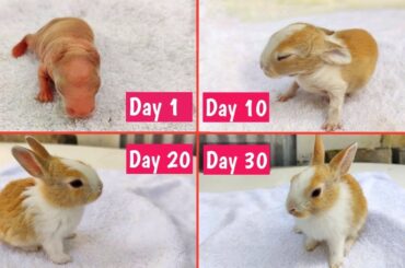 Rabbit Baby Vs 1 Month Adult Size Comparison | Baby Rabbit Growth 1 Day To 30 Days