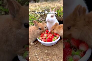 Happy Bunnies#rabbit #bunny #pets #mycuterabbit #bunnystory #cute #funny #hollandlops #cutebunny