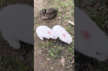 Cute Baby Rabbit #shorts #rabbit #cute #baby #viral