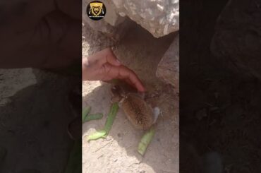 Cute Baby Bunny| Pak Village Hunter #Cute#Baby#Bunny#rabbit