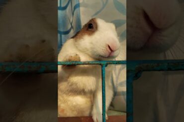 #music #song #love #rabbit #cute #bunny #pets #funny #animals #petlover #catchysong #songpop