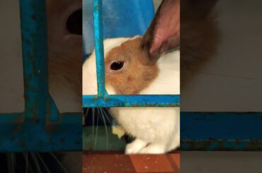 #song #bollywood #music #hindisong #arijitsingh #rabbit #cute #bunny #pets #love #viralsong #777