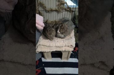 A battle for the grooms #bunny #rabbit #cute #pets