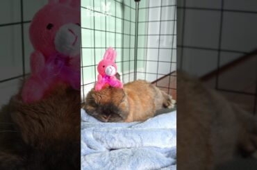 Sleepy Saturday For Baby Bunny