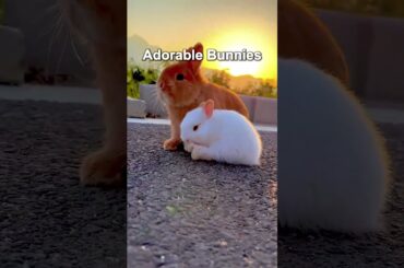 adorable bunnies #rabbit #mybunny #bunny #pets #mycuterabbit #bunnystory #cute #funny #hollandlops