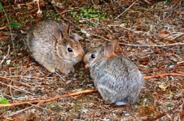 Sweet baby bun siblings Yukon & Yammy being adorable!