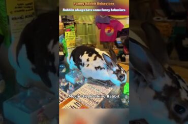 Cute Rabbits Moments #rabbit #bunny #pets #petcare #petvideos #mycuterabbit #shorts