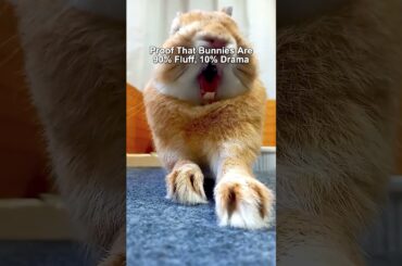 Proof That Bunnies Are 90% Fluff, 10% Drama #rabbit  #bunny #pets  #bunnystory #cutebunny #funny
