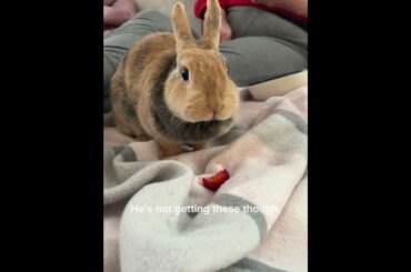 Thoughts of a rabbit wife