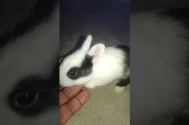 Cute Rabbit Baby #rabbitbaby #babybunny #rabbit #bunny #rabbits #cute #mybunny #khargosh