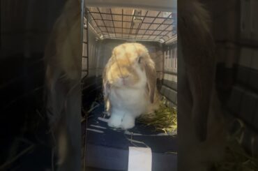 Yoshi is thrilled that the bun cave has returned! #bunny #rabbit #cute #cutepets #love #adorable