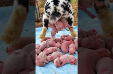 Rabbit Growth - Baby Animals 1 To 19 Days
