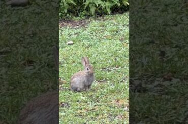 This Little Bunny Knew It.