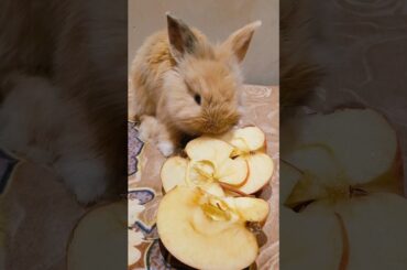 can bunnies eat apple l Cute bunny Rabbit eating an apple part.1 Netherland Dwarf #bunnyrabbit