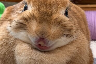 Why Is This Rabbit Smiling?