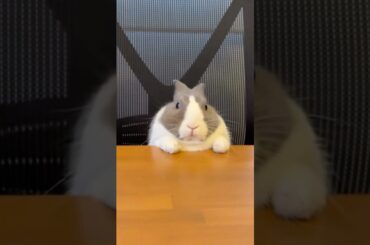 Funny Bunnies #wholesome #pets #funny #funnyanimals #rabbit #bunny #adorable #cute #shorts #animals