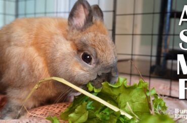 ASMR Cute Bunny Rabbit Nibble Sounds