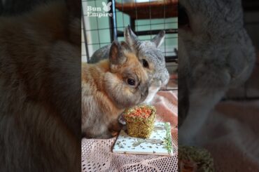 Bunny Rabbits Try To Share
