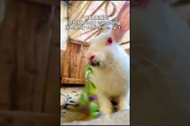 WARNING This bunny crunching is highly addictive#rabbit #bunny #pets#bunnystory#cute #funny #cartoon