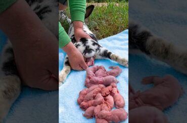 Life Cycle Of The Baby Rabbit | Rabbit Growth 1 To 30 Days #cute #animals #pets