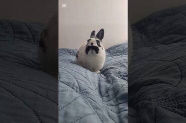 Funny bunny is jumping and cleaning himself | #bunny #cutebunny #funnybunny