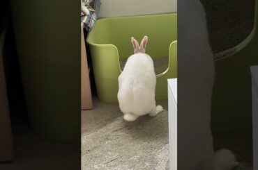 Adorable Rabbits #rabbit #bunny #pets #petcare #petvideos #mycuterabbit #shorts