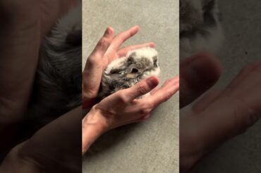 These pocket-sized rabbits have bigger personalities than me #shorts #bunnies #cute