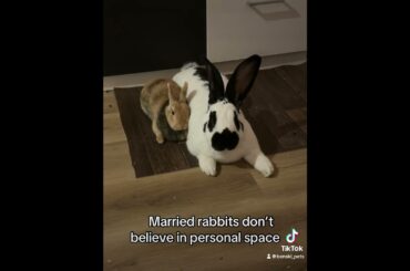 Married rabbits don’t believe in personal space