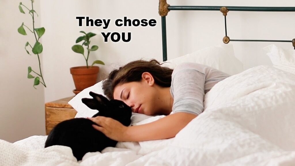 If Your Rabbit Sleeps Near You, They’re Trying To Tell You This!