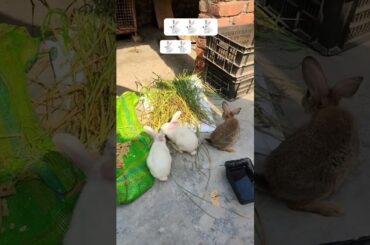 cute rabbit new video 2026 #youtube #cute