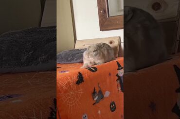 Adorable Rabbits #rabbit #bunny #pets #petcare #petvideos #mycuterabbit #shorts