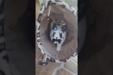 Cute and curious bunny is playing in his tunnel | #cutebunny #cuterabbit #dwarfrabbit #playful